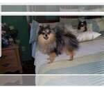 Small Photo #1 Pomeranian Puppy For Sale in DINWIDDIE, VA, USA
