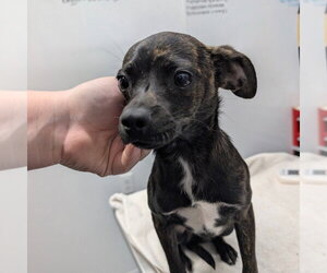 Chihuahua-Unknown Mix Dogs for adoption in Chico, CA, USA