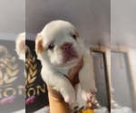 Small #43 French Bulldog