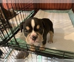 Small Photo #5 American Bully Puppy For Sale in COLLEGE PARK, MD, USA