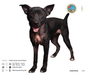 Shepradors Dogs for adoption in Mobile, AL, USA