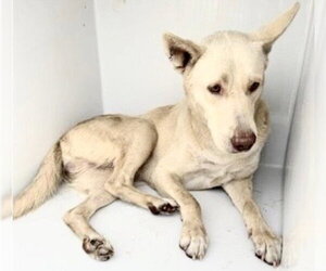 Gerberian Shepsky Dogs for adoption in Houston, TX, USA