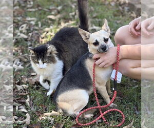 Bo Peep - Female Chihuahua Dog for Adoption - Photo #3