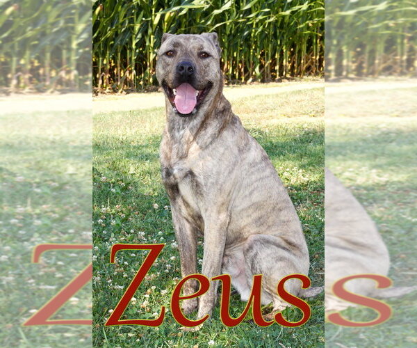 Medium Photo #4 Mutt Puppy For Sale in Evansville, IN, USA