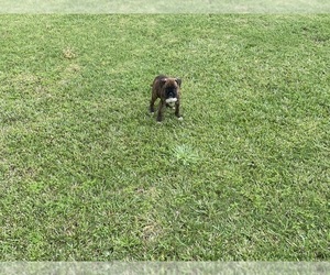 Boxer Puppy for Sale in GRENADA, Mississippi USA