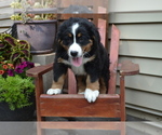 Small #3 Bernese Mountain Dog