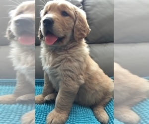 Golden Retriever Puppy for sale in SANTA ANA, CA, USA