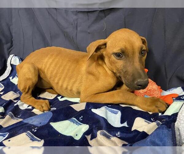 Medium Photo #1 Doberman Pinscher-Unknown Mix Puppy For Sale in Modesto, CA, USA