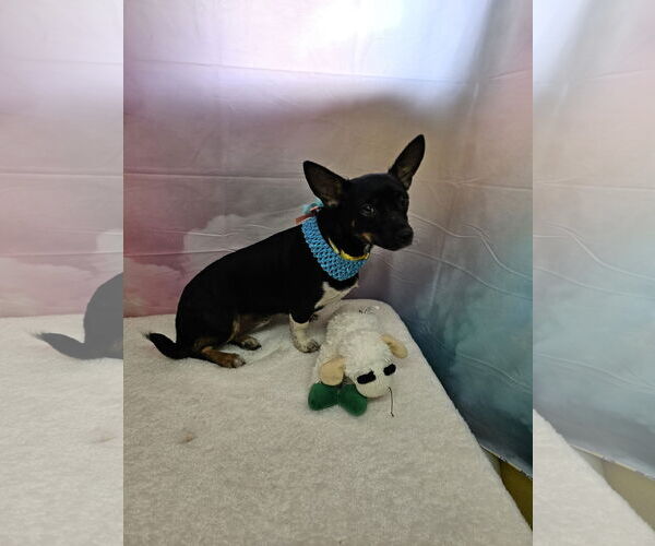 Medium Photo #2 Miniature Pinscher-Unknown Mix Puppy For Sale in Metairie, LA, USA