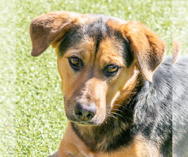 Medium Photo #2 Mutt Puppy For Sale in Hilton Head, SC, USA