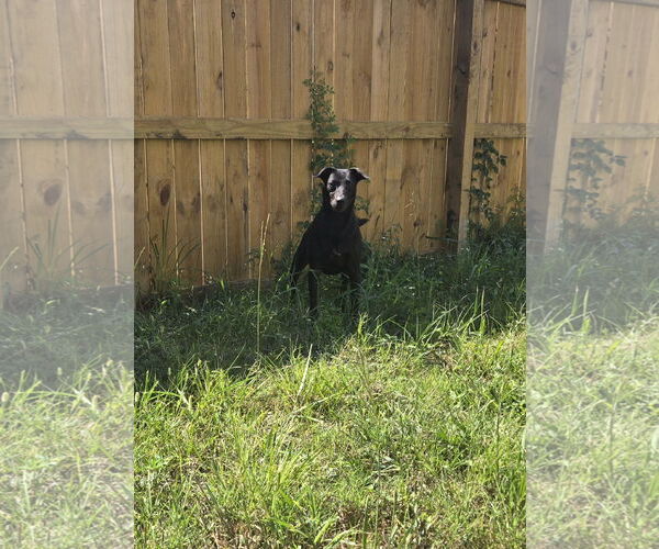 Medium Photo #2 Mutt Puppy For Sale in Jackson, MS, USA