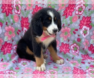 Bernese Mountain Dog Puppy for sale in LANCASTER, PA, USA