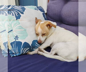 ShiChi Dogs for adoption in Aurora, CO, USA