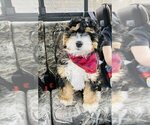 Small Photo #8 Bernedoodle Puppy For Sale in MANTENO, IL, USA