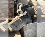 Litter of 4 - Female Boston TerrierLitter of Puppies for Sale - Photo #2