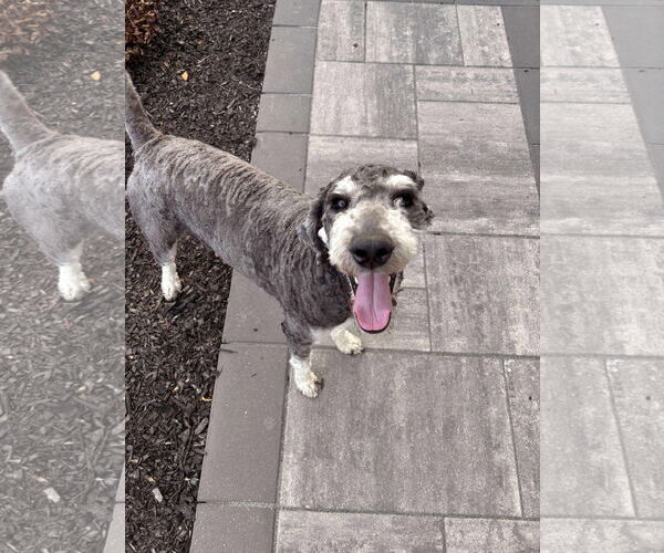 Medium Photo #6 Poodle (Standard)-Unknown Mix Puppy For Sale in Duluth, MN, USA