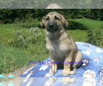 Small #2 German Shepherd Dog