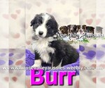 Puppy Burr Australian Shepherd
