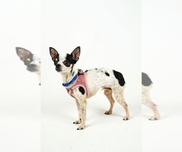 Medium Photo #13 Chihuahua-Unknown Mix Puppy For Sale in Princeton, MN, USA