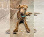 Small #3 Catahoula Leopard Dog-Labrador Retriever Mix
