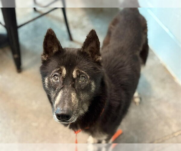Medium Photo #1 Australian Kelpie Puppy For Sale in Tavares, FL, USA