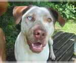 Small #2 Catahoula Leopard Dog Mix