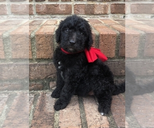 Goldendoodle Puppy for sale in MORGANTOWN, KY, USA