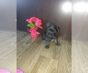 Yorkshire Terrier Puppy for sale in LAPEER, MI, USA