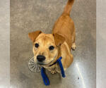 Small #1 Mutt