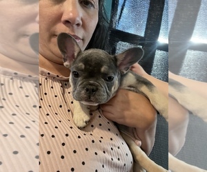 French Bulldog Puppy for sale in SEASIDE, OR, USA