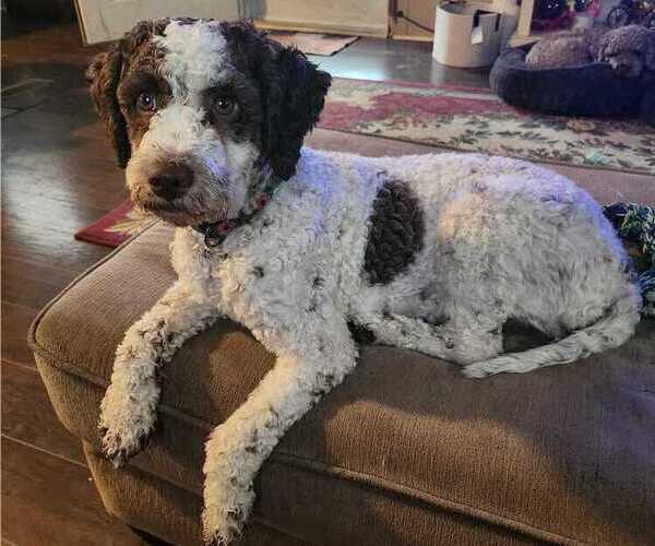 Medium Photo #1 Lagotto Romagnolo Puppy For Sale in WEBBERVILLE, TX, USA