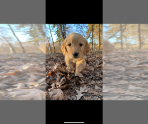 Golden Retriever Puppy for sale in TAZEWELL, TN, USA