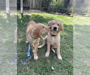 Golden Retriever Litter for sale in REEDLEY, CA, USA