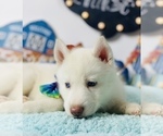 Small Photo #3 Siberian Husky Puppy For Sale in HESPERIA, CA, USA