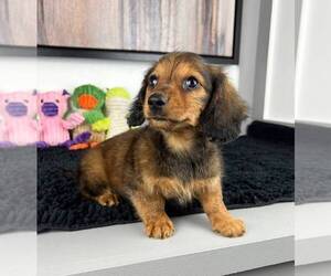 Dachshund Puppy for sale in FRANKLIN, IN, USA