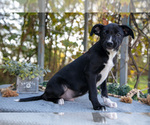 Small #2 Border Collie-Boxer Mix