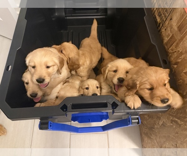 Medium Photo #1 Golden Retriever Puppy For Sale in CAPE CORAL, FL, USA