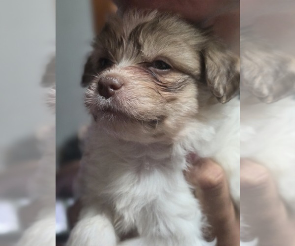 Medium Photo #32 Maltipom-Pomeranian Mix Puppy For Sale in HUDSON, MA, USA