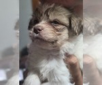 Small #31 Maltipom-Pomeranian Mix