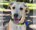 Small #12 Labrador Retriever Mix