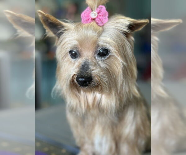 Medium Photo #3 Mutt Puppy For Sale in Mooresville, NC, USA