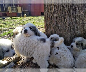 Great Pyrenees Puppy for sale in ROYSTON, GA, USA