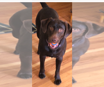 Small Photo #1 Labrador Retriever Puppy For Sale in SANTA MARIA, CA, USA