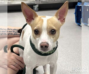 Chihuahua-Unknown Mix Dogs for adoption in Washington, DC, USA