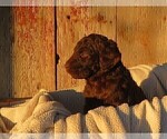 Small #1 Goldendoodle