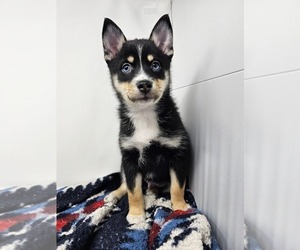 Pomsky Puppy for sale in KANSAS CITY, KS, USA