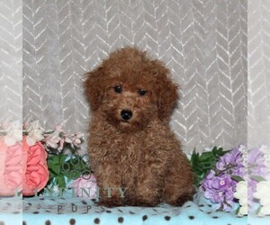Poovanese Puppy for sale in RISING SUN, MD, USA