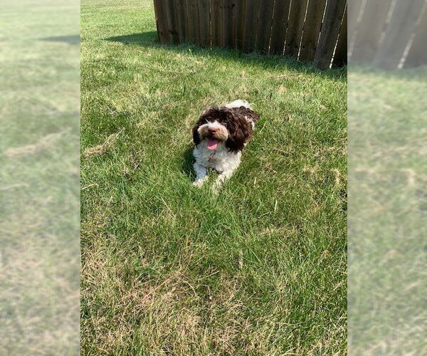 Medium Photo #2 Havanese Puppy For Sale in Fort Wayne, IN, USA