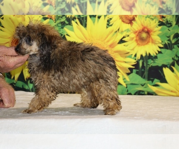 Medium Photo #29 Poodle (Toy) Puppy For Sale in DYERSBURG, TN, USA