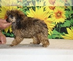 Marbles - Male Poodle (Toy) Puppy for Sale - Photo #29